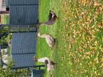 3 ganzen, alle 3 vrouwtjes, Dieren en Toebehoren, Pluimvee, Vrouwelijk, Gans of Zwaan