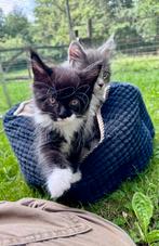Maine Coon kittens zoeken thuis! En hebben een stamboom!, Dieren en Toebehoren, Katten en Kittens | Overige Katten, Meerdere dieren