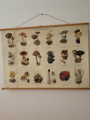 schoolplaat paddestoelen II beschikbaar voor biedingen