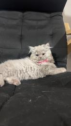Een lieve britse langhaar kitten, Dieren en Toebehoren, Poes, Langharig, 0 tot 2 jaar