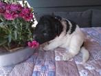 Friese stabij pups, Overige rassen, 8 tot 15 weken, Meerdere, Meerdere dieren