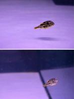 Dwergkogelvis xxl, Vis, Zoetwatervis