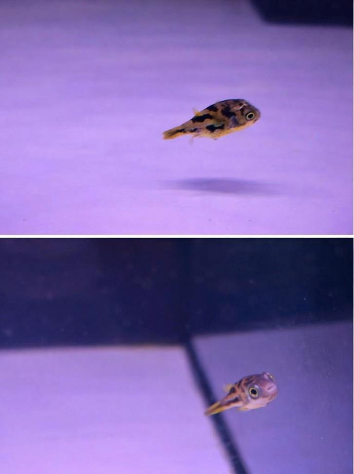 Dwergkogelvis xxl, Dieren en Toebehoren, Vissen | Aquariumvissen, Zoetwatervis, Vis