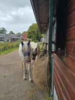 Stalhulp gezocht Heerhugowaard, Dieren en Toebehoren, Stalling en Weidegang