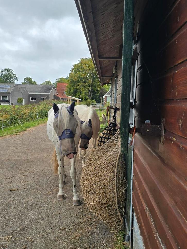 Plek voor pony ruin van max. 1.20 Heerhugowaard, Dieren en Toebehoren, Stalling en Weidegang