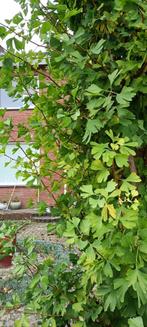 Ginko boom, Ophalen, 20 m² of meer