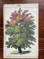litho Obst 1890 Duits, Antiek en Kunst, Ophalen of Verzenden