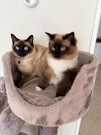 Twee prachtige kittens samen te koop. onafscheidelijk duo, Poes, Ontwormd