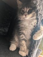 Maine Coon Kittens te koop!, Meerdere dieren, Ontwormd, 0 tot 2 jaar