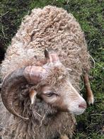 Blond Ouessant rammetje  1 jr met UBN registratie, Mannelijk, Schaap