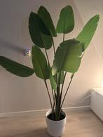 Fejka Ikea kunstplant, Ophalen, Halfschaduw, Minder dan 100 cm