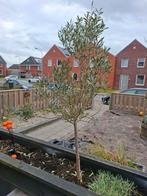 2 olijfbomen, Tuin en Terras, Ophalen, Volle zon, Olijfboom, 100 tot 250 cm