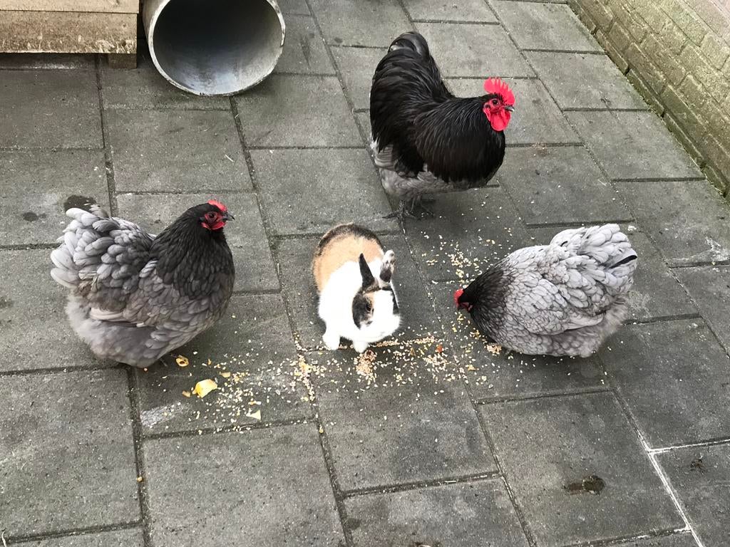 Broedeieren🐣Orpington kriel, Geslacht onbekend, Kip