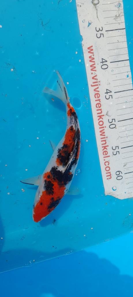 4 mooie Japanse Koi's, Karper of Koi