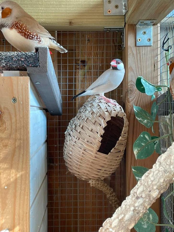 Rijstvogel man, Dieren en Toebehoren, Vogels | Overige Vogels, Tropenvogel, Mannelijk, Geringd