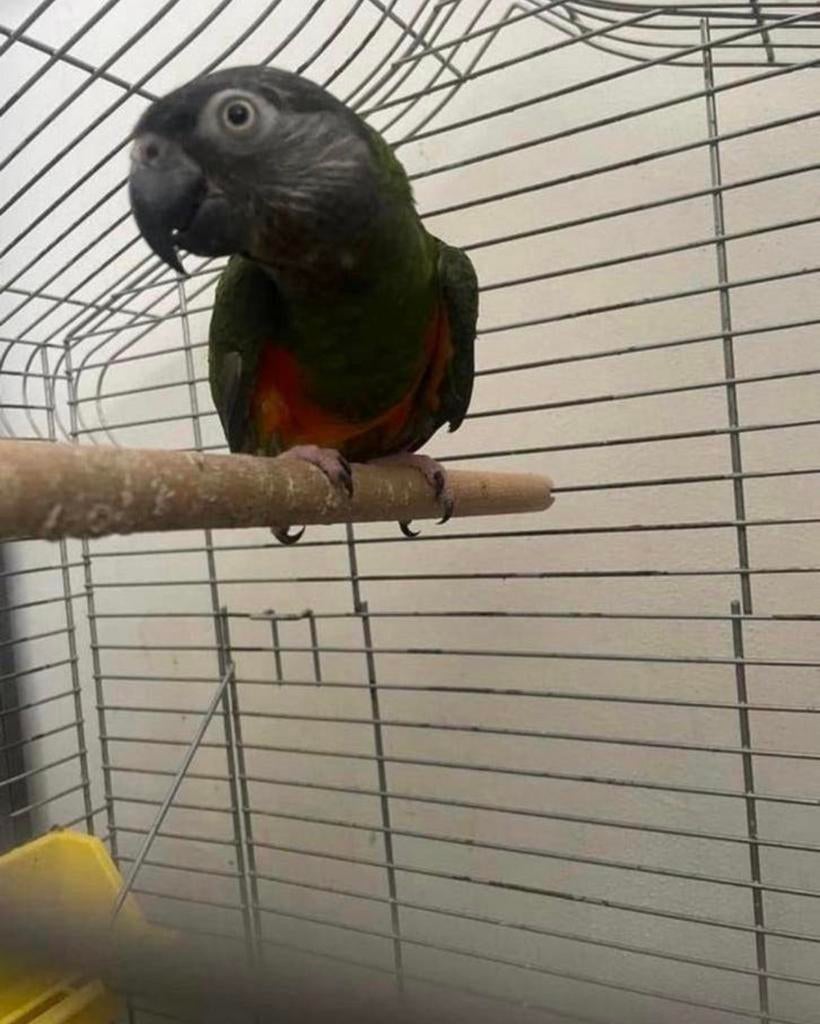 Bonte boer roodbuik man, Dieren en Toebehoren, Vogels | Parkieten en Papegaaien, Mannelijk, Papegaai, Geringd