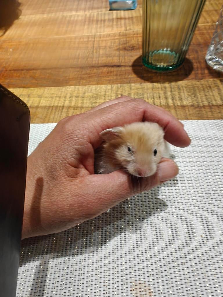 Siberische goud hamsters vrouwtjes, Dieren en Toebehoren, Knaagdieren, Hamster, Maart, Vrouwelijk, Tam