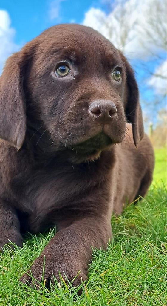 Prachtige kruising Friese Stabij x Labrador, Nederland, Parvo, Overige rassen, 8 tot 15 weken