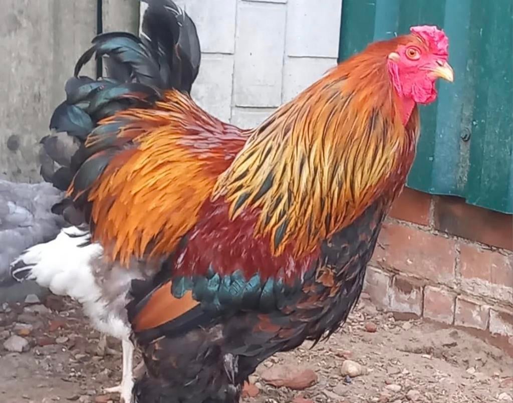 Gratis brahma haan, Dieren en Toebehoren, Pluimvee, Mannelijk, Kip