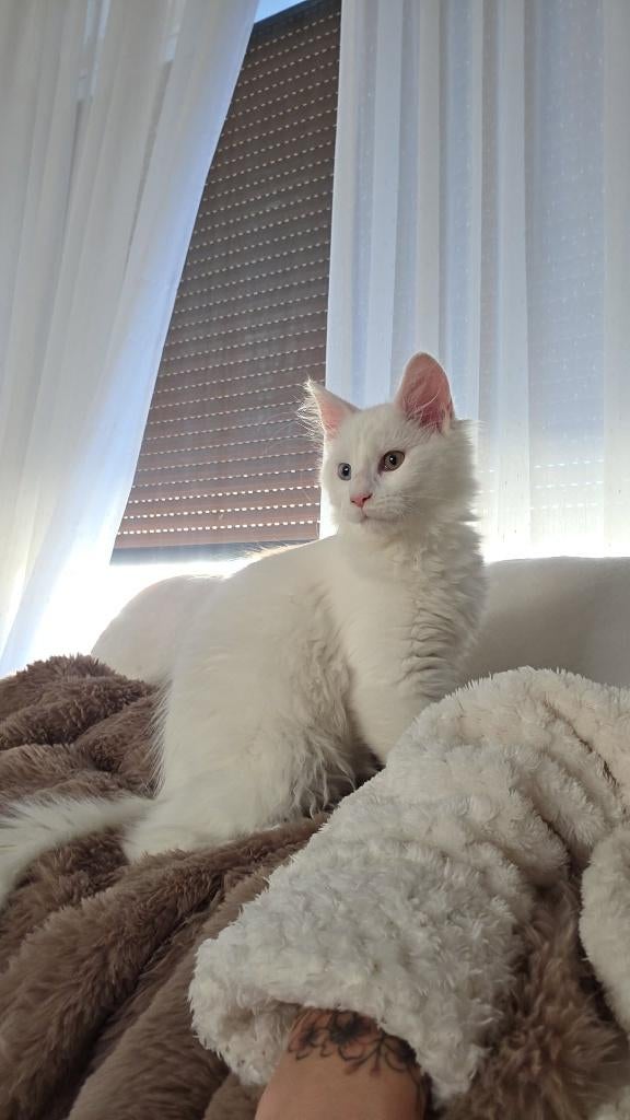 Maine coon kittens, Meerdere dieren, Ontwormd, 0 tot 2 jaar