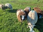 Fok ooien te koop, Dieren en Toebehoren, Vrouwelijk, Schaap