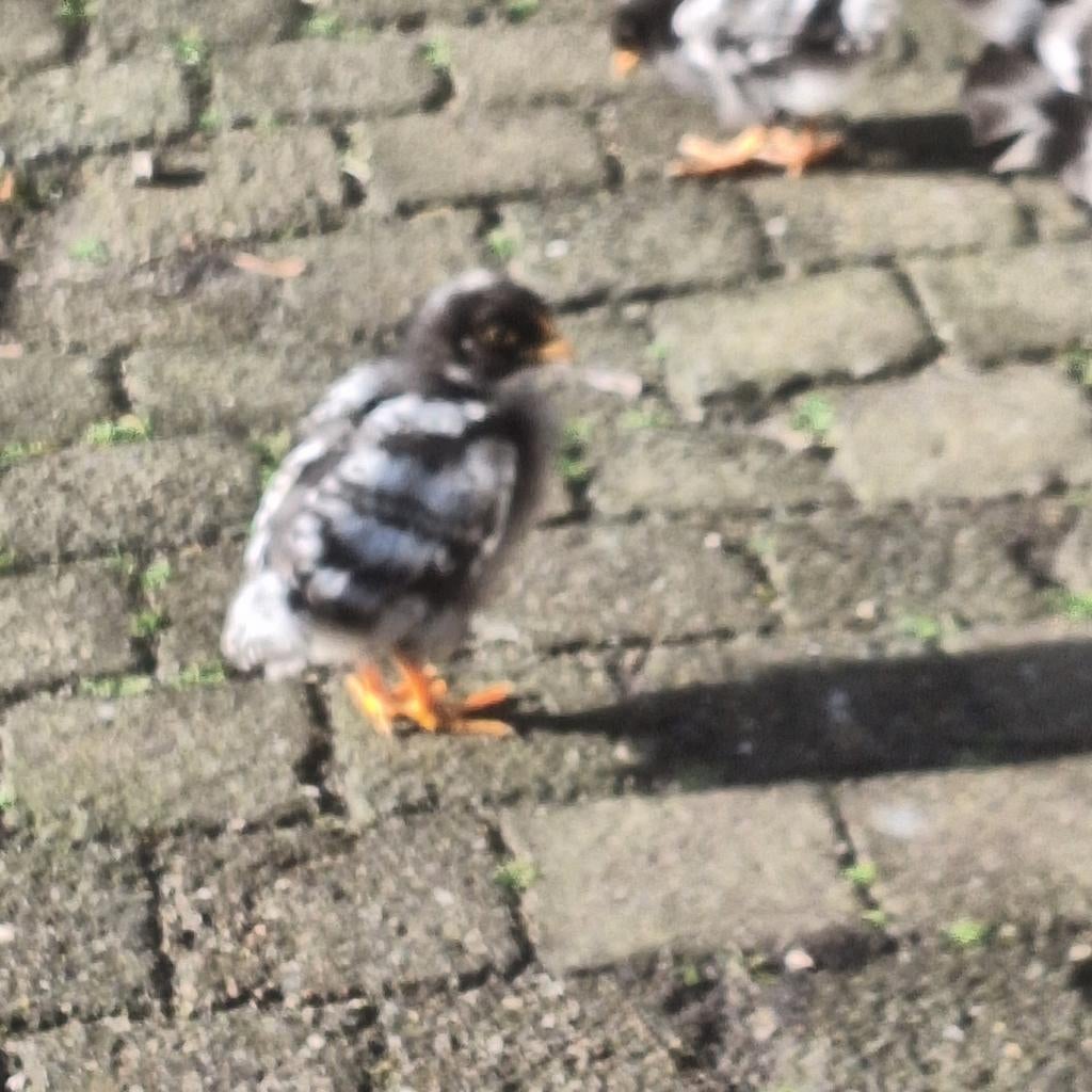 Noord hollandse blauwe haantjes, Dieren en Toebehoren, Pluimvee, Mannelijk, Kip