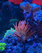 Anemoon, Overige typen, Zoutwatervis