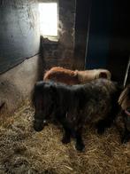 1 zwarte roan shetlander, Dieren en Toebehoren, Pony's, Niet van toepassing, 0 tot 2 jaar, Hengst, A pony (tot 1.17m)