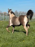 Super brave Prachtige Paint, Dieren en Toebehoren, Minder dan 160 cm, Met stamboom, 0 tot 2 jaar, Hengst