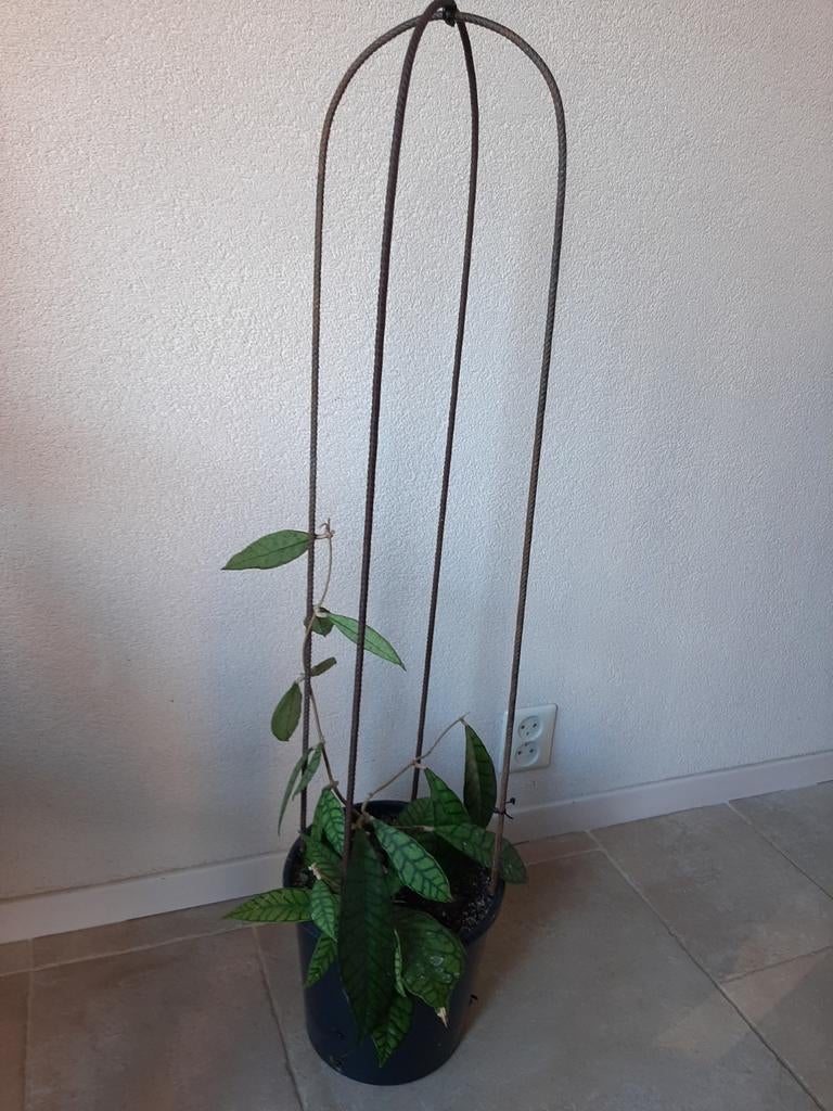 Hoya callistophylla plant, de ijzeren bogen worden verwijder, Huis en Inrichting, Kamerplanten, Bloeiende kamerplant, Ophalen of Verzenden