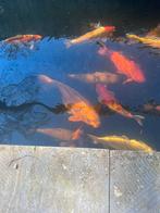 Te koop complete koi vijver plus mines 25 koi s, Dieren en Toebehoren, Vissen | Vijvervissen, Karper of Koi