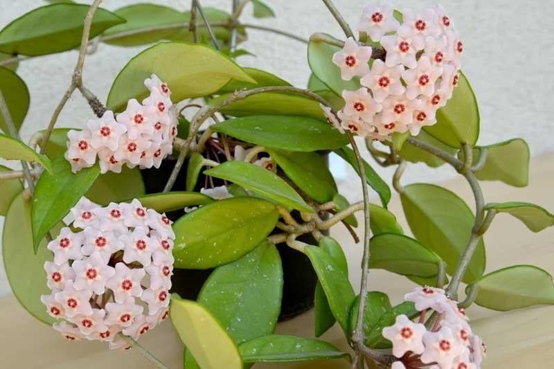Grote Hoya plant, Ophalen, Halfschaduw, Minder dan 100 cm