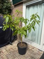 Avocado plant / boompje, Tuin en Terras, Planten | Tuinplanten, Vaste plant, Ophalen of Verzenden, Bloeit niet, Halfschaduw