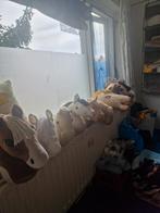 Pony clup, Ophalen of Verzenden, Rijden