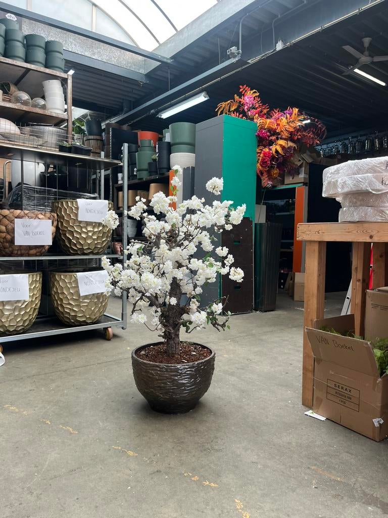 Bloesemboompje inclusief pot, Ophalen, Zo goed als nieuw, Rond, Minder dan 30 cm