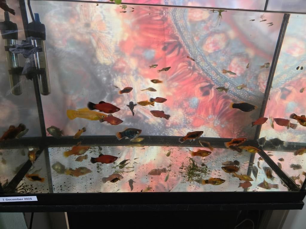 Gratis platys en een paar mollys af te halen, Vis