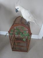 kaketoe nep,  met sierlijke houten vogelkooi, Geslacht onbekend, Papegaai, Pratend