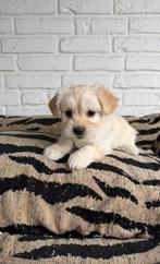 Boompoo pups, boomer x toy poedel, Parvo, Nederland, Overige rassen, 8 tot 15 weken