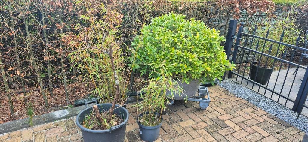 Gratis af te halen: Bamboe, Skimmia en Druif, Ophalen