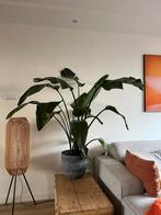 Strelizia Nicolai - 160 cm, Ophalen, Halfschaduw, 150 tot 200 cm