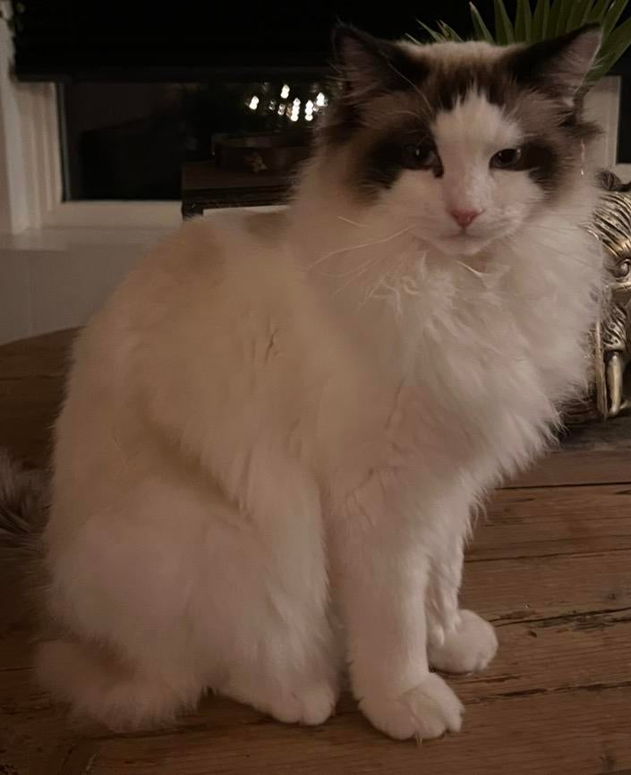 Ragdoll kater, Kater, 0 tot 2 jaar