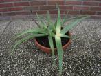 Aloë Vera, Ophalen, Cactus, Halfschaduw, Minder dan 100 cm