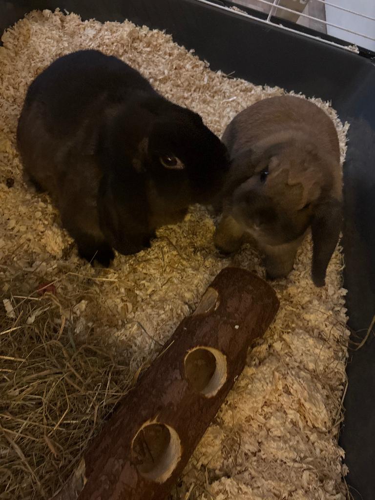 Konijnen, Mannelijk, Middelgroot, Hangoor, 0 tot 2 jaar