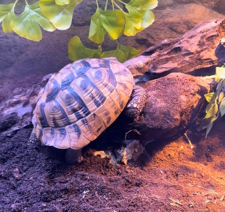 Griekse landschildpad 10 jaar Tortoise - unknown for sale from MarktplaatsG