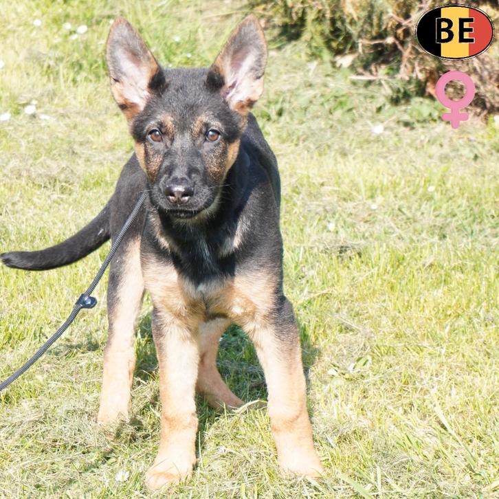 Duitse herder, Dieren en Toebehoren, Honden | Herdershonden en Veedrijvers, Meerdere dieren, Herder, Handelaar, Meerdere, België