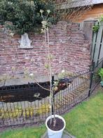 Appelboompje, Ophalen, Lente, In pot, Appelboom