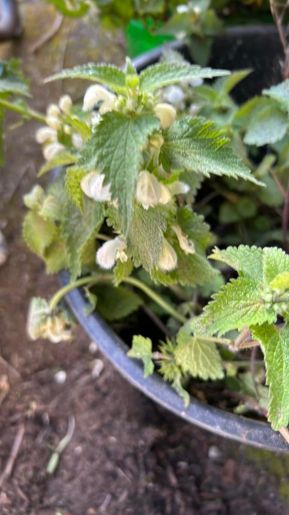 Bloeiende witte dovenetel, Tuin en Terras, Planten | Tuinplanten, Ophalen, Overige soorten, Volle zon