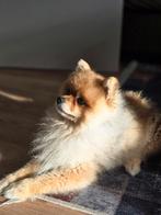 Pomeriaan, Keeshond, Reu, 1 tot 2 jaar, Parvo