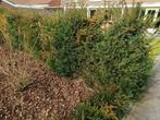 Taxus haag - +/- 5,5 meter, Tuin en Terras, Planten | Struiken en Hagen, Ophalen, Taxus, Haag, 100 tot 250 cm