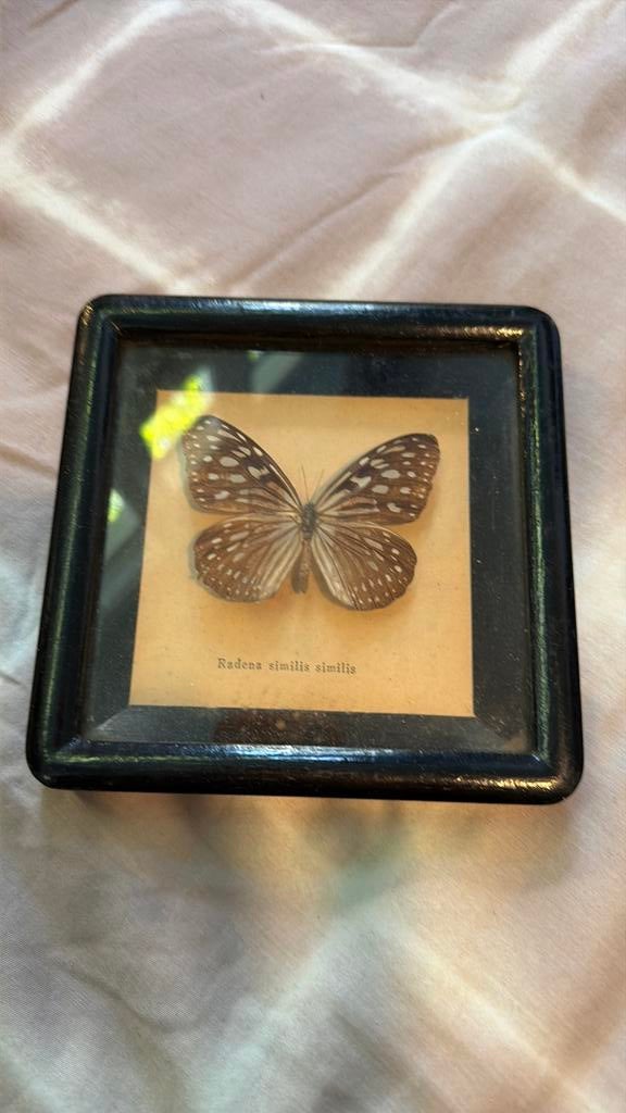 Vlinder Radin similis, Ophalen of Verzenden